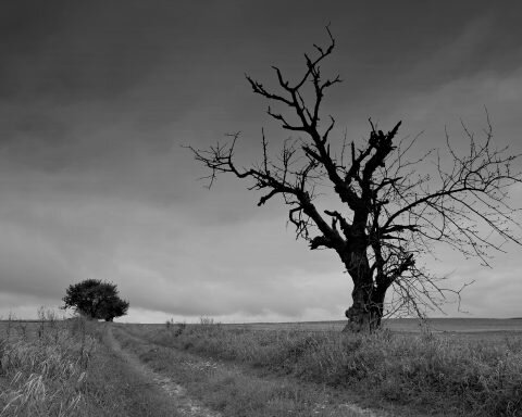 Landschaft bewölkt, Baum;